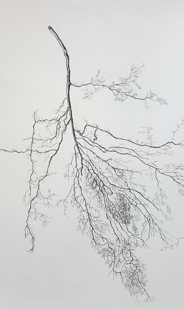 plantenwortel | 2021 | 50 bij 65cm | Oost-Indische inkt