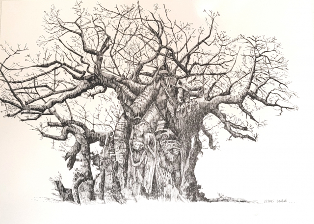 baobab 1 | 2022 | 70 bij 50 cm | Oost-Indische inkt/pen