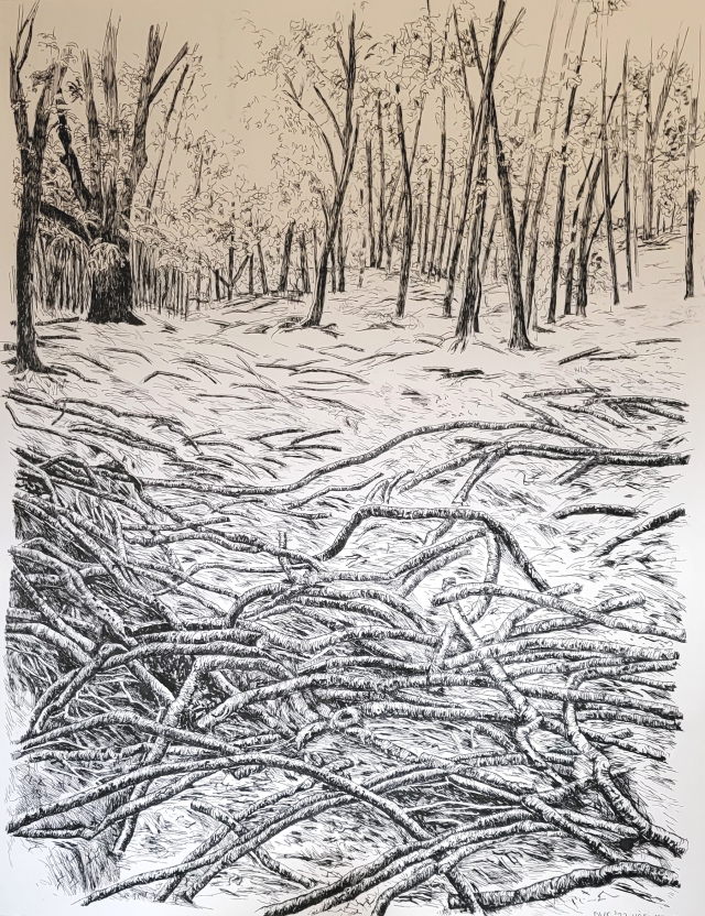 Hófi Mango | 2022 | 50 bij 65 cm | Oost-Indische inkt/pen