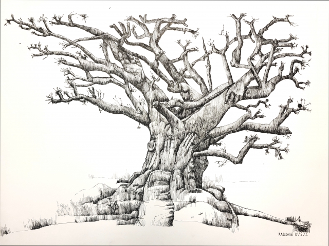 baobab 2 | 2022 | 50 bij 65 cm | Oost-Indische inkt/pen