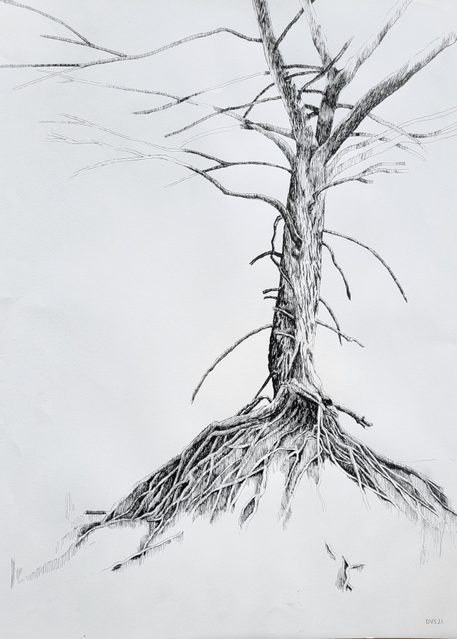 Midden Herenduin 2 | 2021 | 50 bij 65 cm | grafiet-aquarel